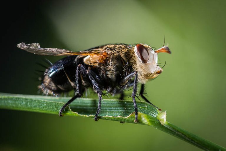 A tacninid fly with a white face and single defective wing